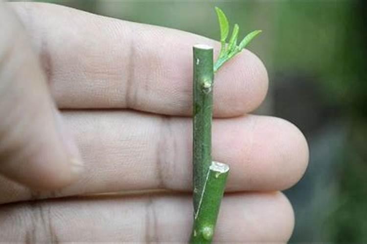 种瓜果怎么使用磷酸二氢钾