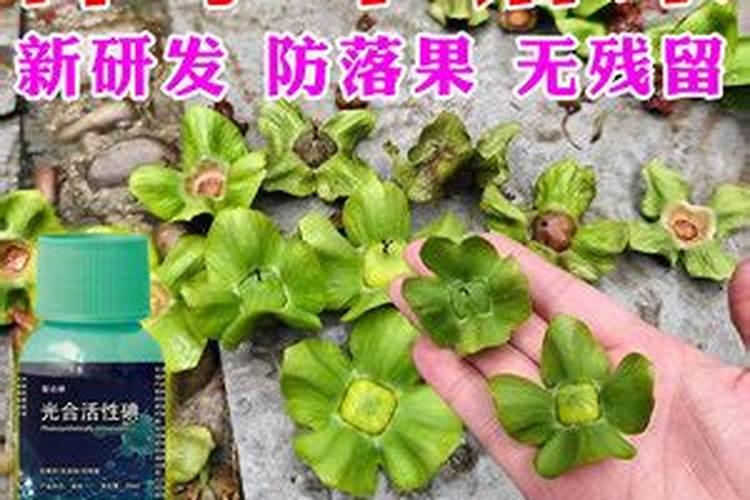 番茄叶子发黄是怎么回事？柿子有点裂