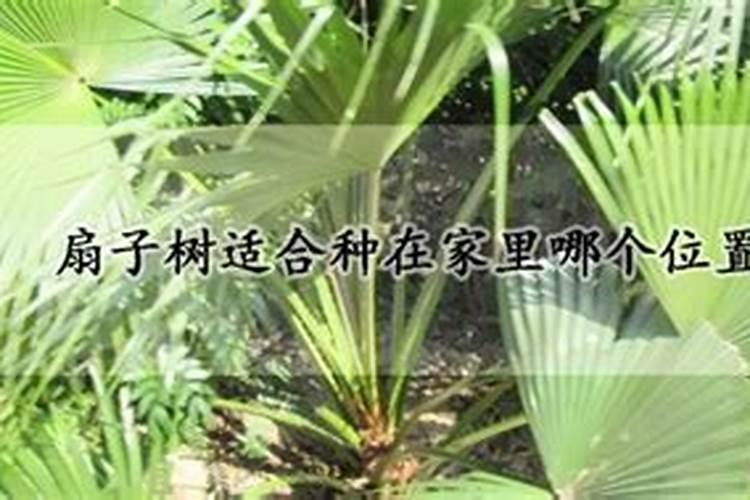 芙蓉是什么季节开的