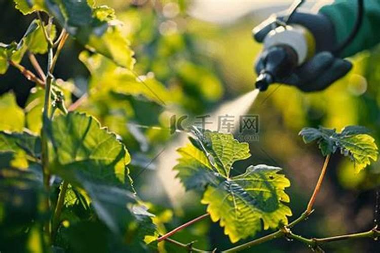 怎么给花补氮肥