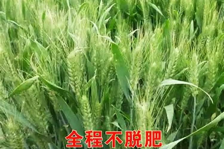 小麦叶片皱缩什么原因 小麦返青发黄怎么回事