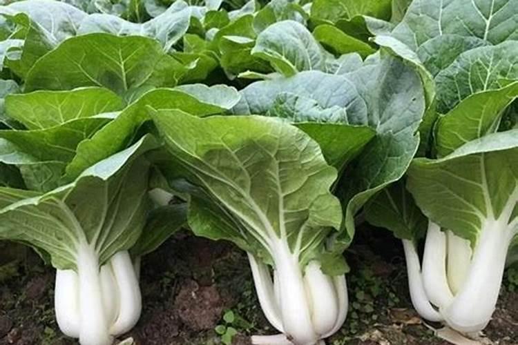 白菜用什么叶面肥好