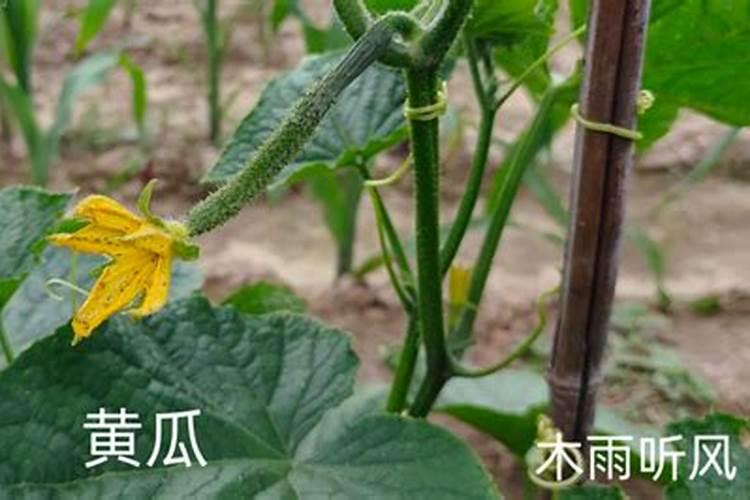 苹果树施肥最佳时间和方法及配方
