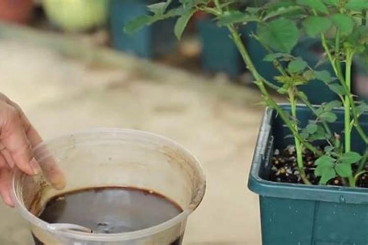 月季施什么肥开花