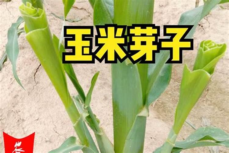 玉米幼苗喷芸苔素后果会怎样