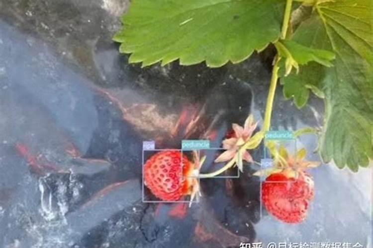 氮肥的缺乏和过量对草莓有什么危害