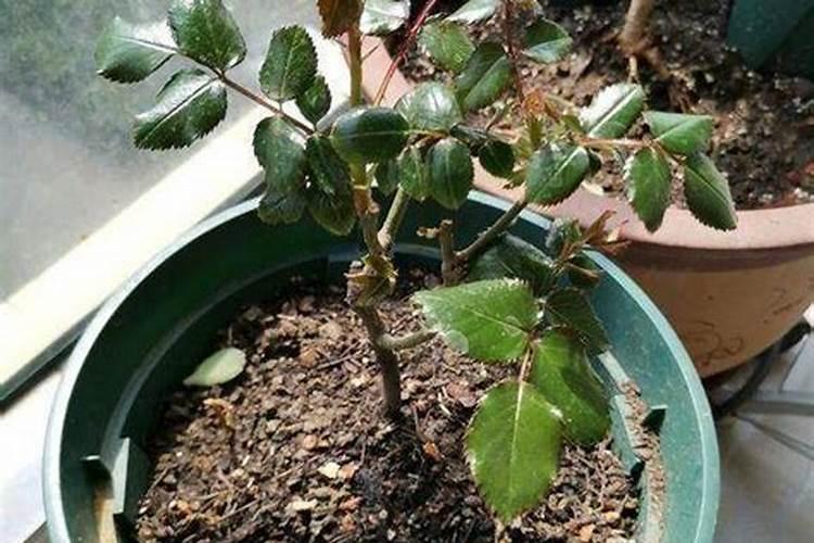 水肥发酵方法 水肥是酸性还是碱性