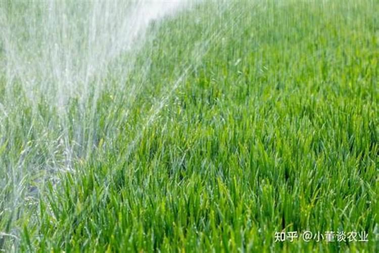 盐碱地如何处理 该如何施肥