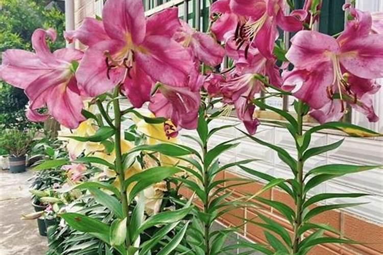 百合花长花苞后应该多浇水吗