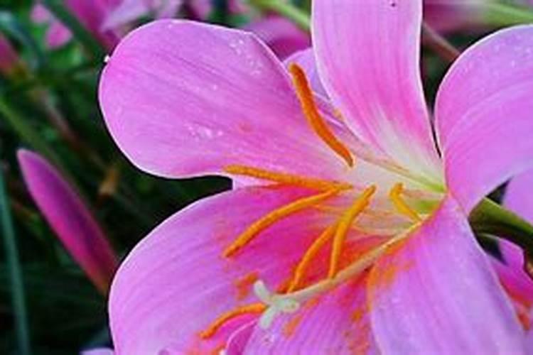 百合花长出花苞几天开花