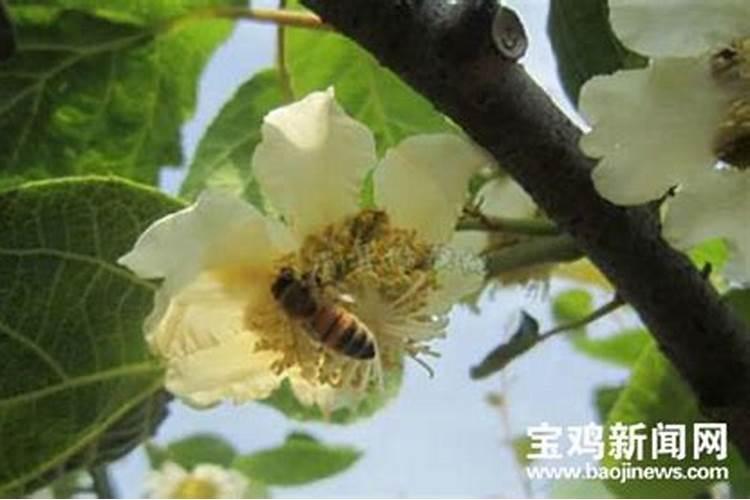 钾肥的作用是什么 钾肥有哪些种类