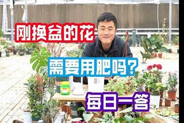 长寿花施什么肥好