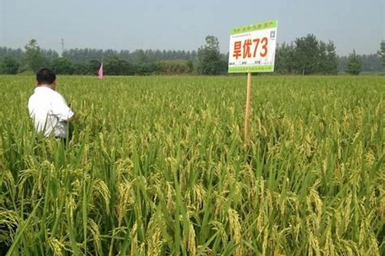 玉米地被水淹过用啥肥料好？