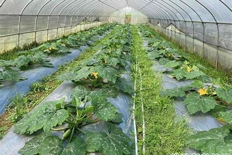 西葫芦上部叶片小,怎样就可以让叶片长的更大一些呢？