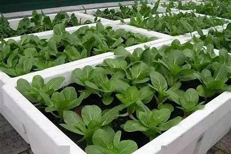 泡沫箱可以种菜吗？