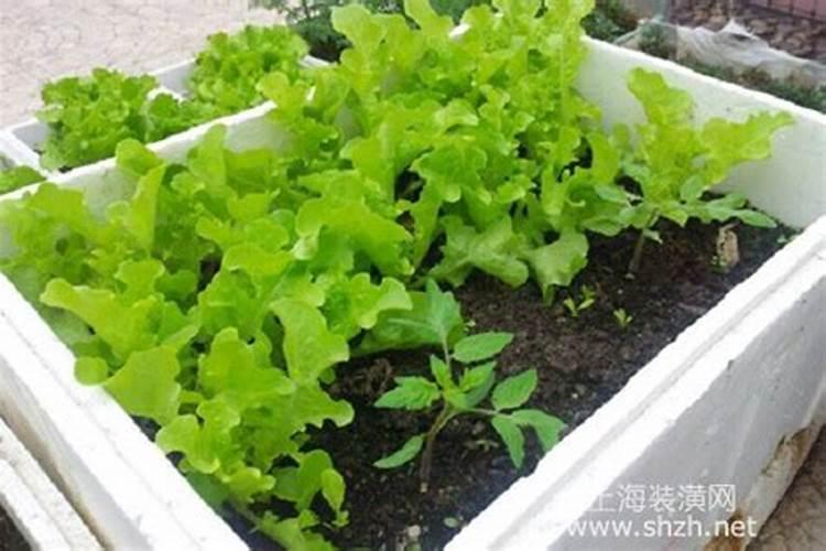 泡沫箱可以种菜吗？