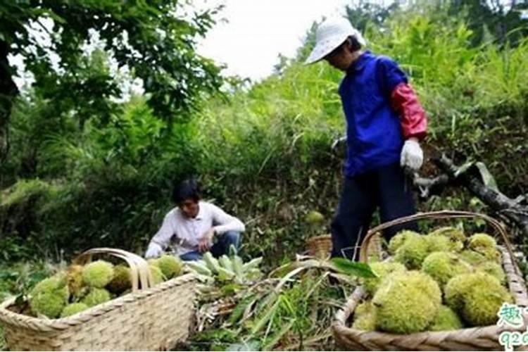 板栗用什么复合肥好 板栗树施肥用什么肥料最好