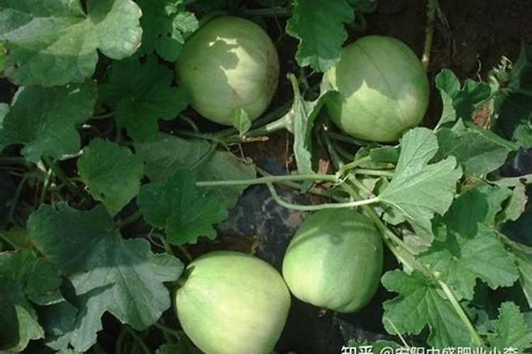 想要让香瓜种的又大又甜,种植的时候要注意什么？