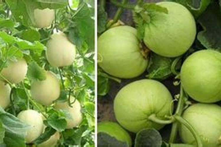 香瓜膨果期用什么肥料？