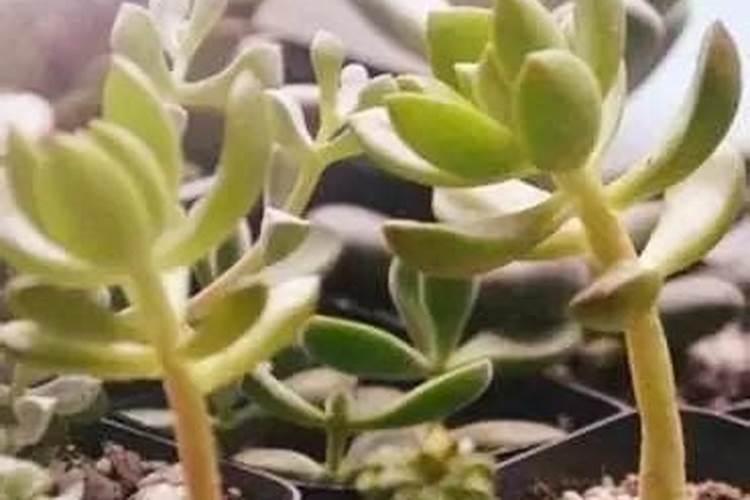 老师们肥料烧根了怎办？