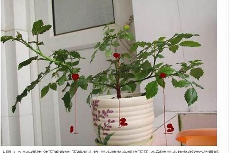月季冒芽点了要施肥吗