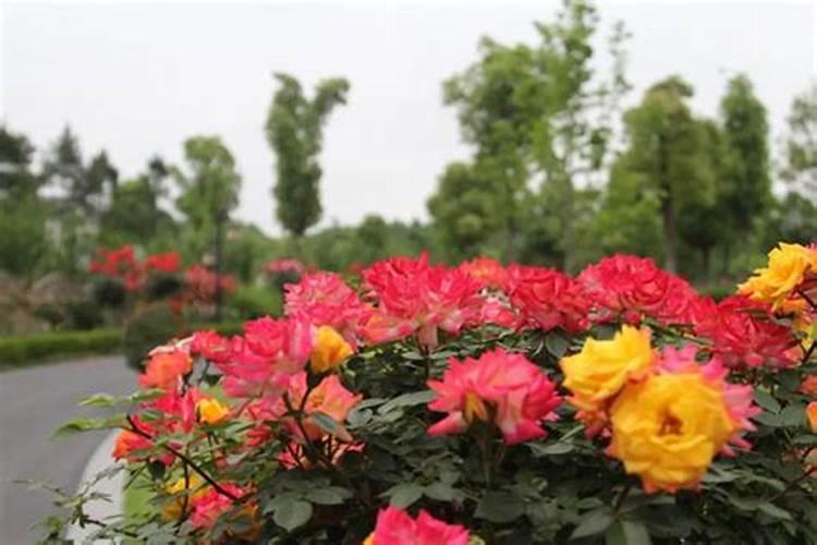 月季花如何追肥