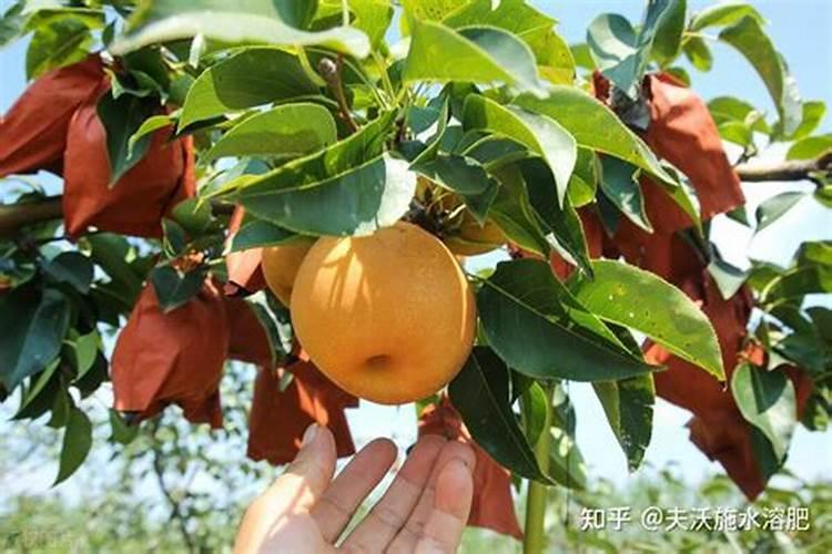 秋月梨果型不饱满怎么补救
