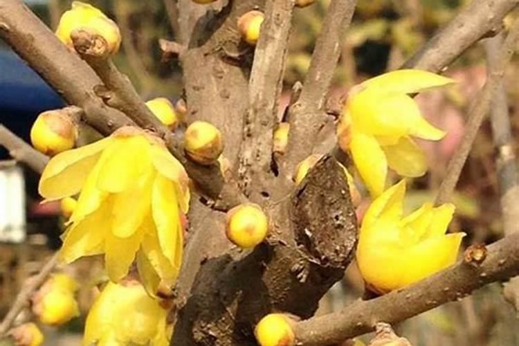 片壮的腐植酸钠不用水溶解能直接干洒养殖水体里吗？