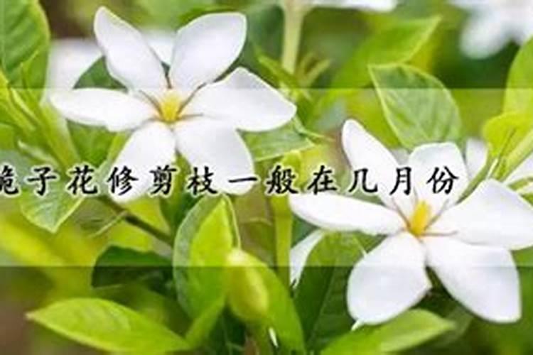 桅子花花期施肥: