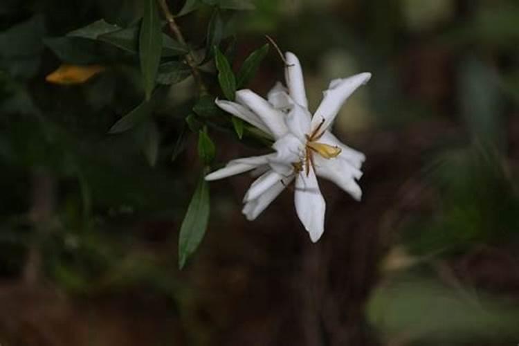 桅子开花期间怎么管理