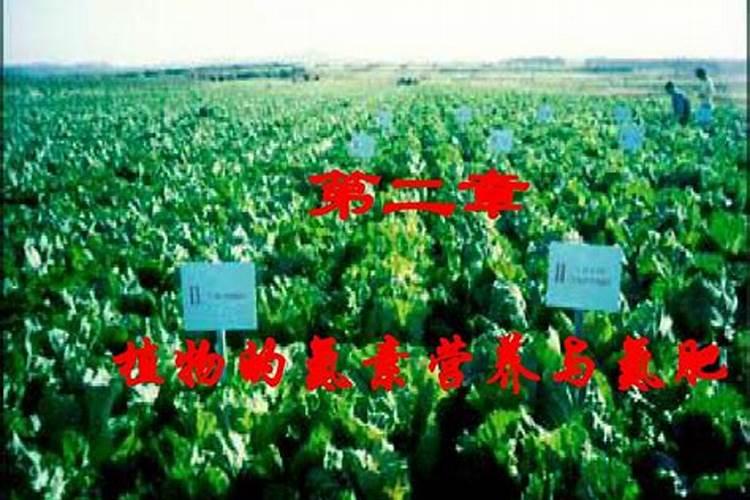 植物生长需要氮,那么给盆栽里直接加氮行不行,如何加