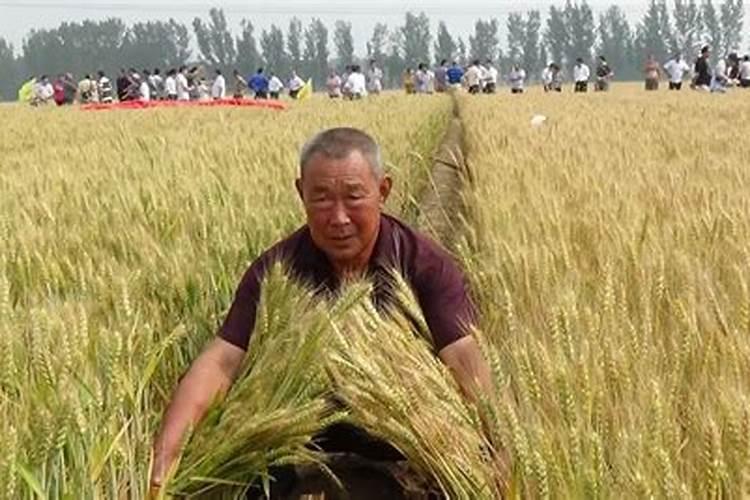 桃树浇水施肥最佳时间  桃树施肥时间和方法