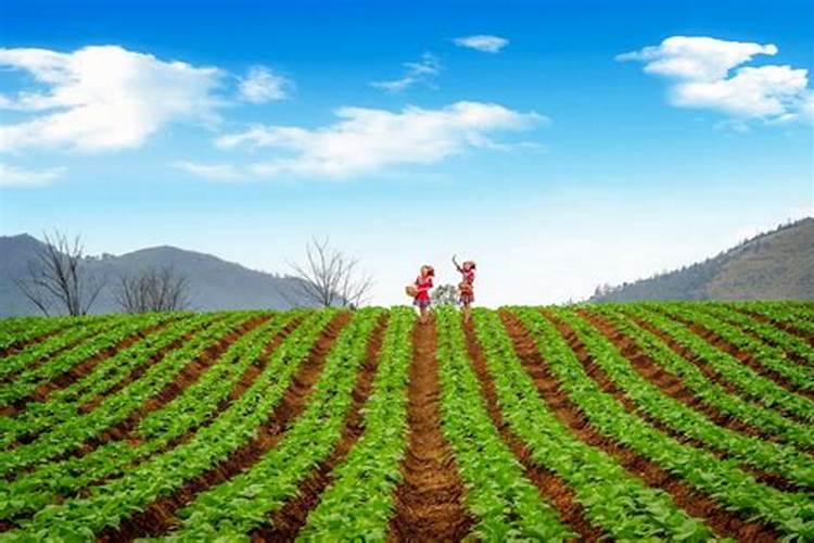 万能营养液有哪些品种 植物营养液有哪些