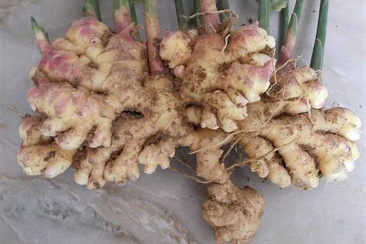 大棚种大姜苗出后第一片叶到十几片叶怎样用肥？