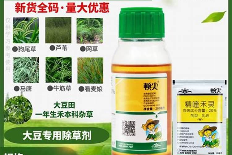线椒如何种植