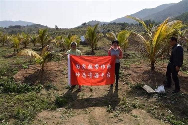 袖珍椰子浇什么肥料合适