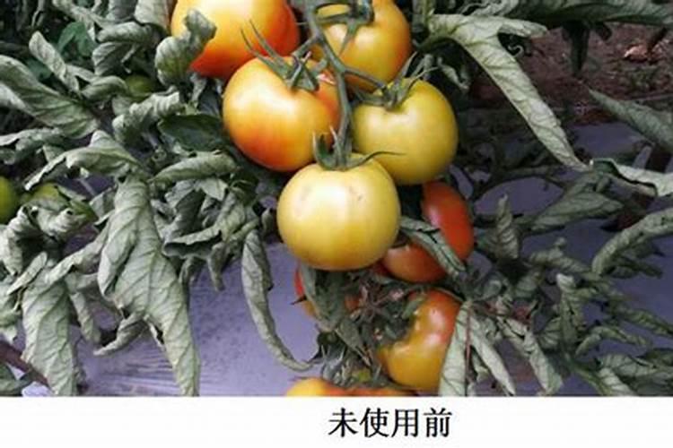 什么是鱼蛋白肥料,鱼蛋白肥料作用及使用方法