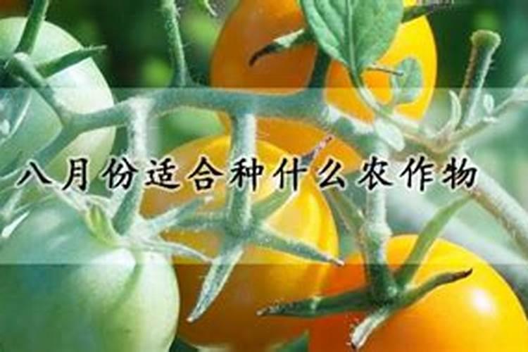 秋玉米八月上旬施肥晚吗