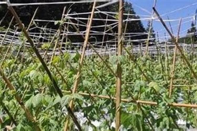 阳台种菜怎样施肥？盆栽蔬菜怎么施肥