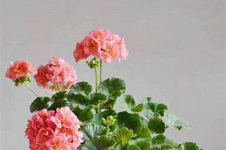 天竺葵施什么肥最好