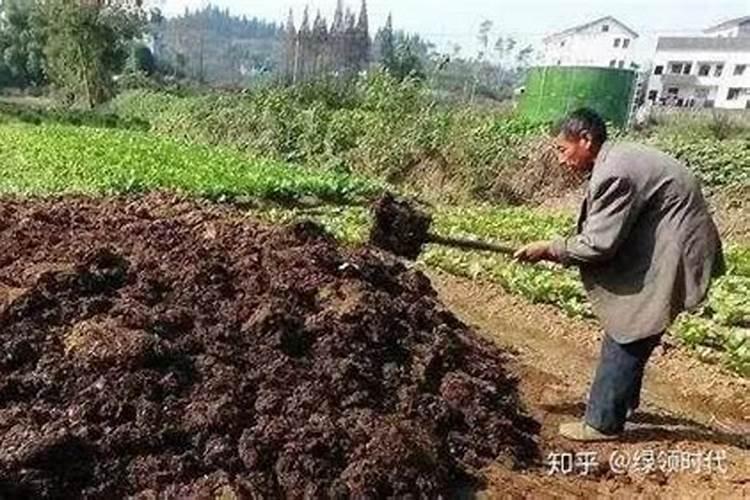 日常生活中什么东西可以做肥料