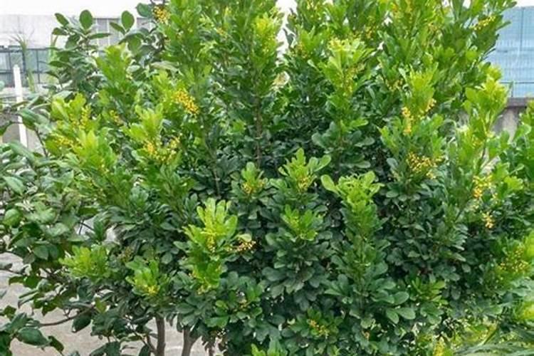 米兰花几月份修剪 米兰花几月份修剪施肥
