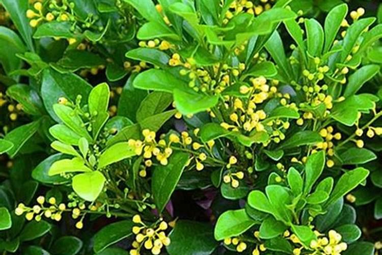 米兰施肥方法和注意事项 米兰如何施肥