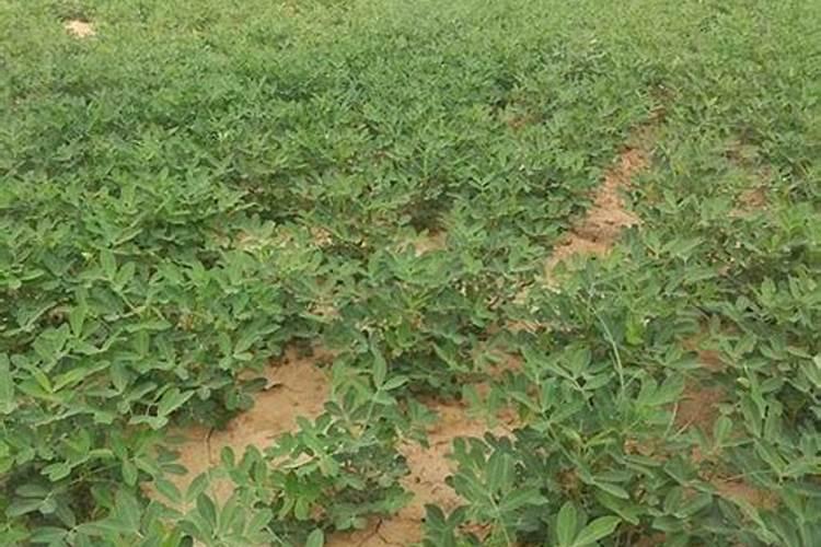 花生用什么叶面肥好 附种植方法