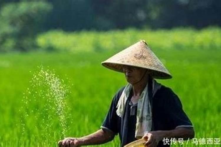 水稻后期施什么肥最好