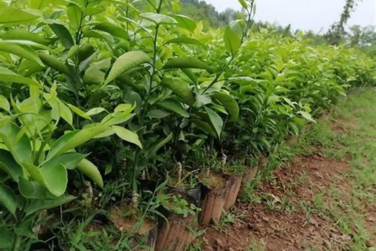 柑橘施肥时期和方法附肥害症状