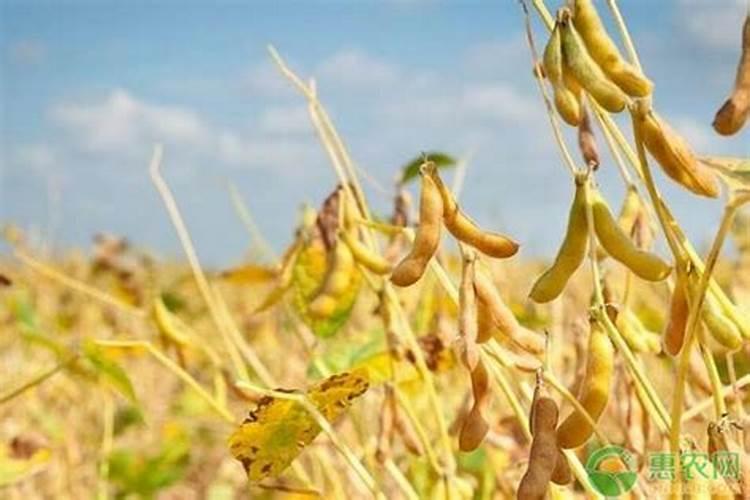 种植大豆的肥料用量每亩用氮磷钾各多少公斤是最合理的？