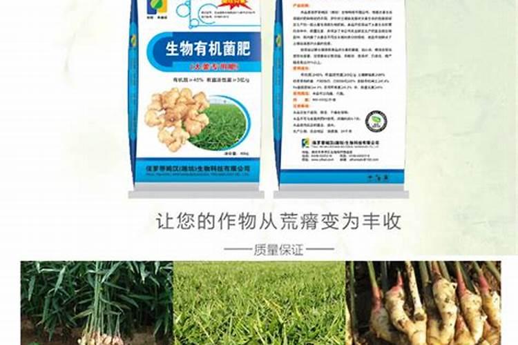 生姜用什么肥料做底肥最佳