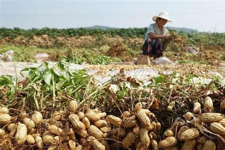 花生喷施钙肥最佳时间 什么时候使用合适