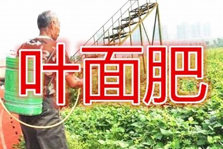 大蒜什么时候施肥最好